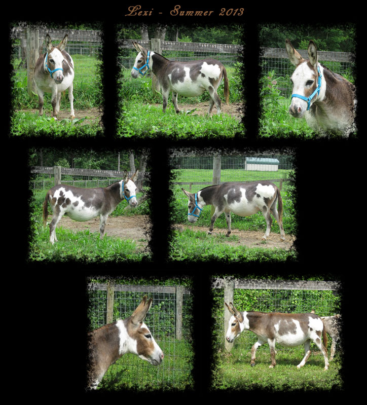 Critter Haven Farm Miniature Donkeys